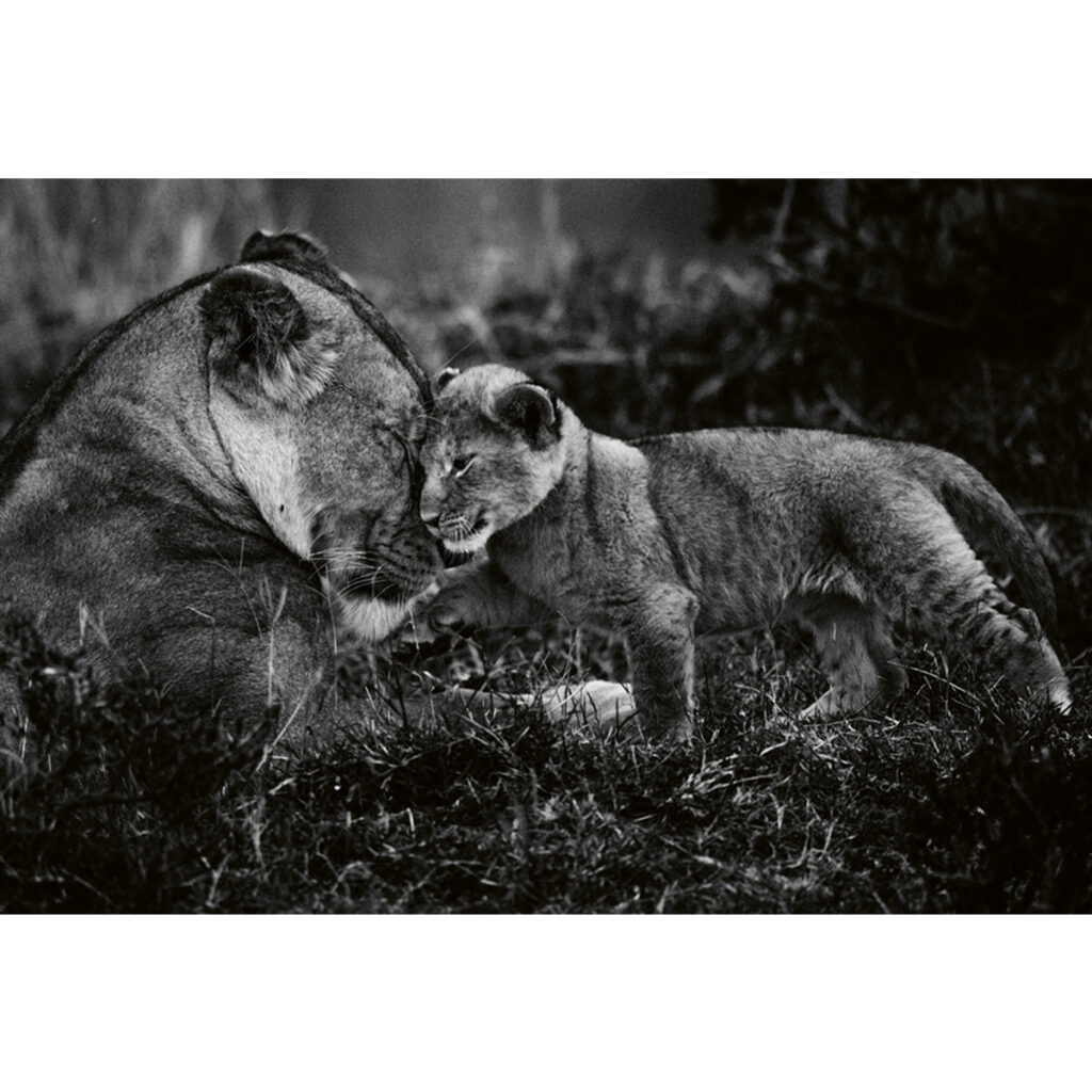 Laurent Baheux, Lions - DMLUXURY